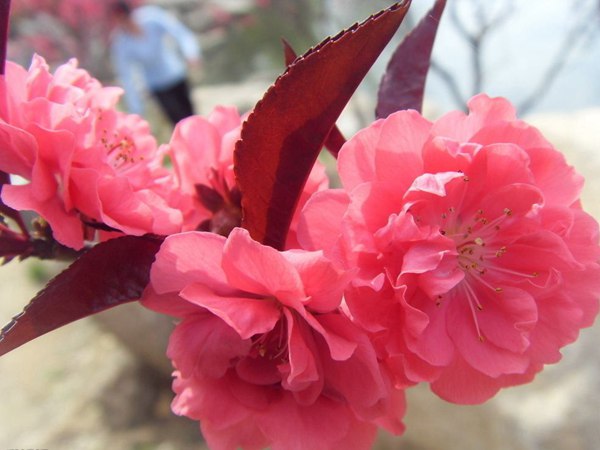 紅葉碧桃花期有多長，幾月份開花？