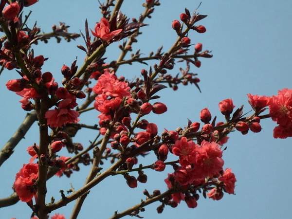 紅葉碧桃花期有多長，幾月份開花？