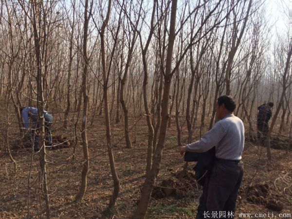 山烏桕圖片山烏桕苗木基地實拍