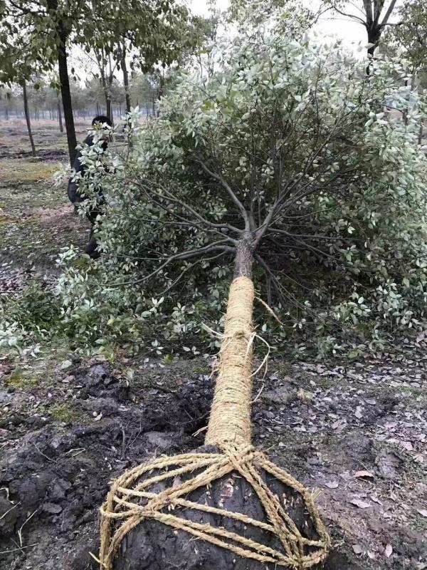 香樟樹圖片香樟樹基地實(shí)拍