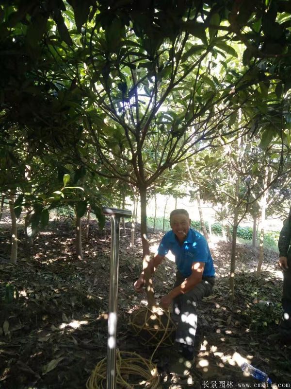 枇杷樹圖片枇杷樹基地實(shí)拍