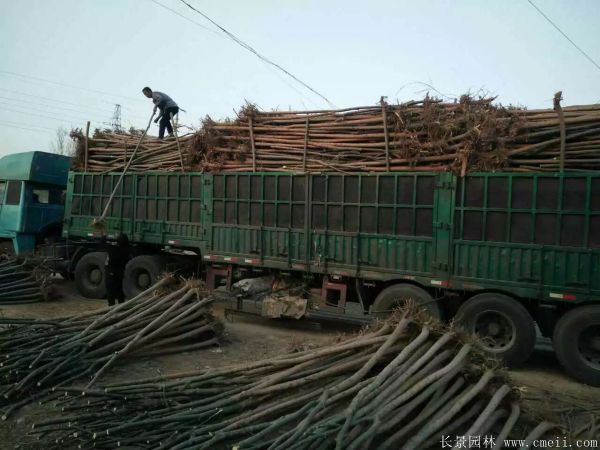 垂柳圖片垂柳基地實(shí)拍