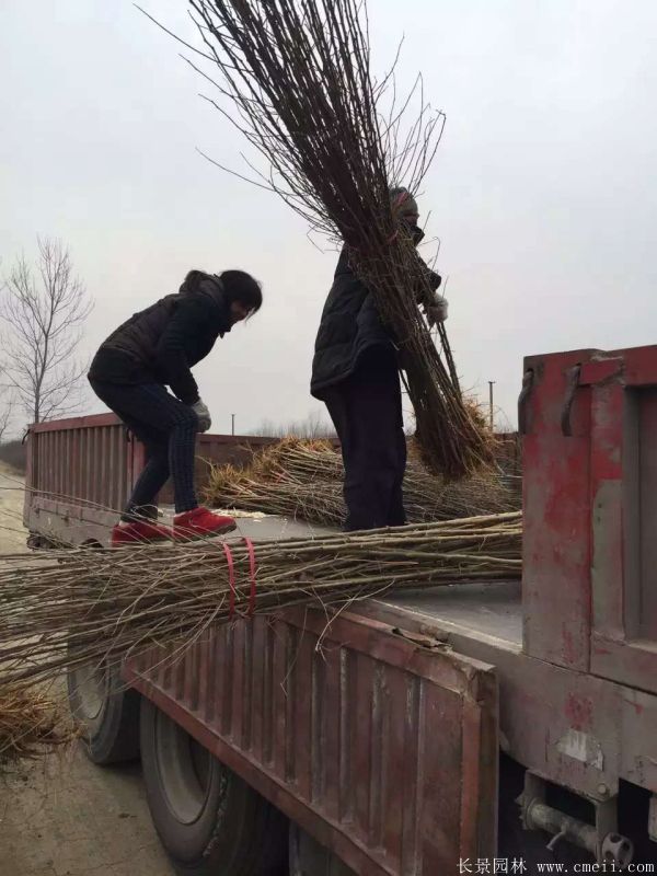 桑樹苗圖片桑樹基地實(shí)拍