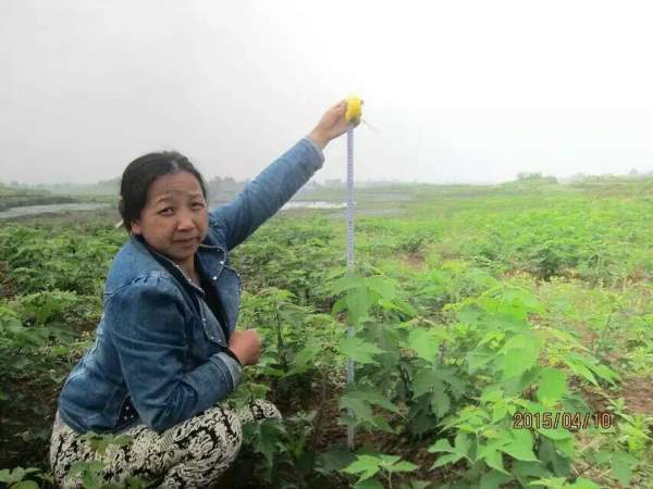 構(gòu)樹(shù)種子發(fā)芽出苗圖片