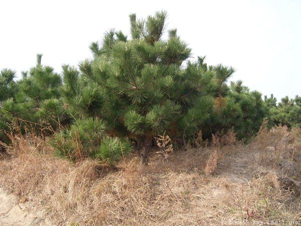 馬尾松圖片基地實拍