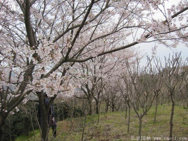 櫻花樹(shù)圖片基地實(shí)拍