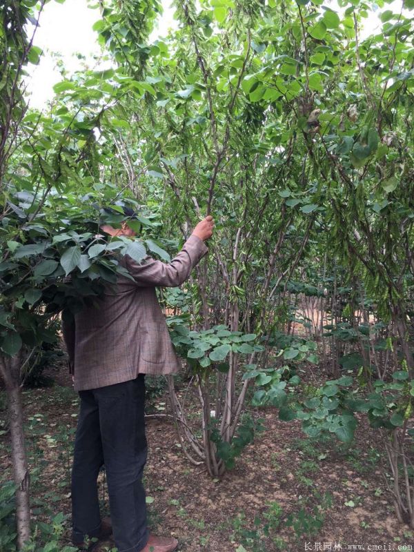 叢生紫荊樹圖片基地實(shí)拍