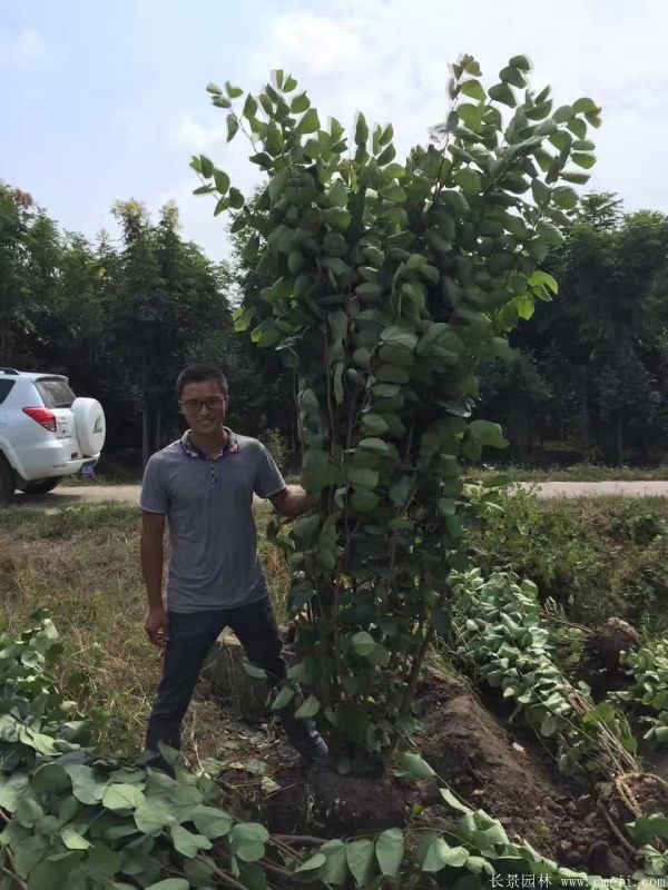 叢生紫荊樹圖片基地實(shí)拍