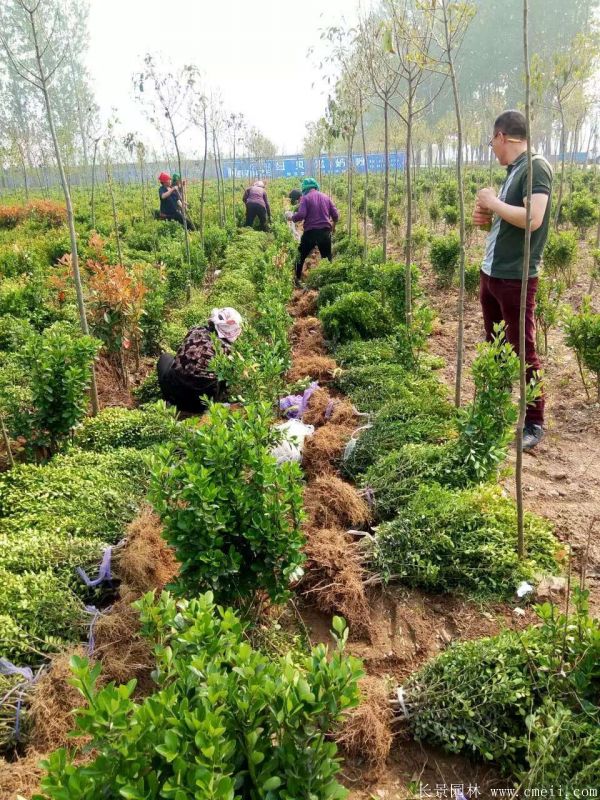 小葉黃楊圖片基地實拍