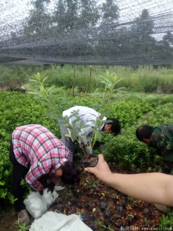 毛鵑圖片基地實拍