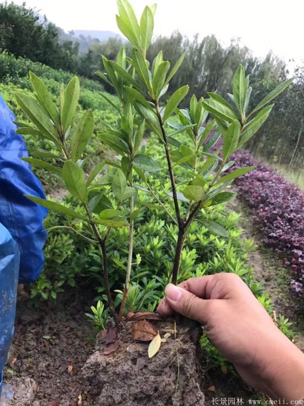 毛鵑圖片基地實拍