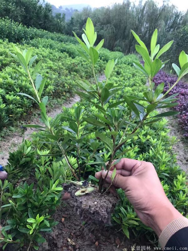 毛鵑圖片基地實拍