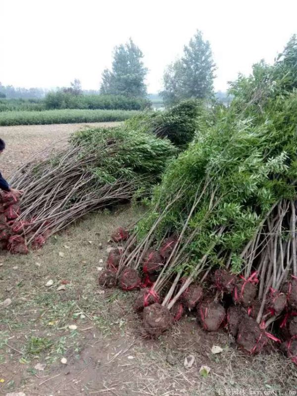 花石榴圖片基地實(shí)拍