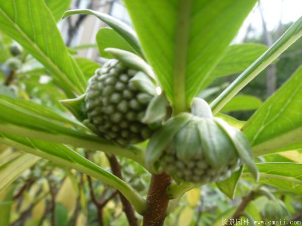 結香圖片基地實拍