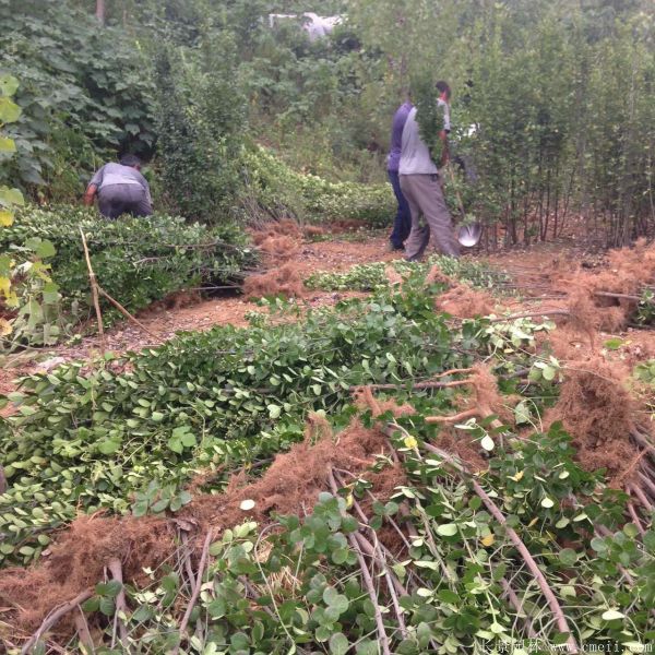 北海道黃楊圖片基地實(shí)拍