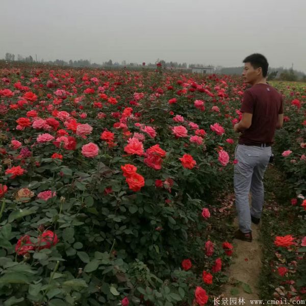 月季花圖片基地實(shí)拍