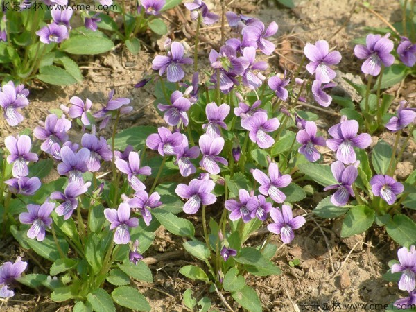 紫花地丁種子發(fā)芽出苗開(kāi)花圖片