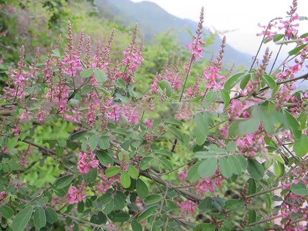 多花木蘭種子發(fā)芽出苗圖片