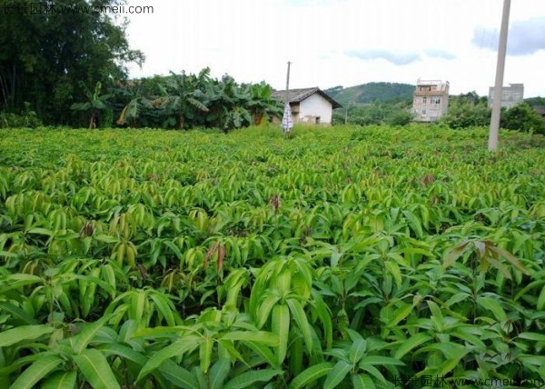 芒果種子發(fā)芽出苗圖片