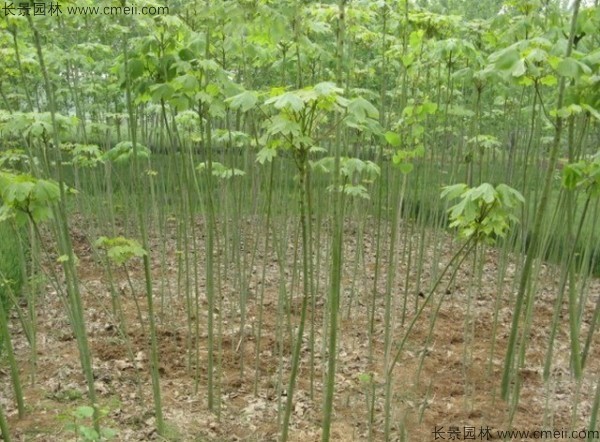 青桐種子發(fā)芽出苗圖片