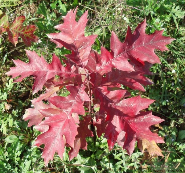 橡樹(shù)種子發(fā)芽出苗圖片