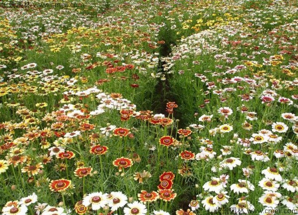 野菊花開花圖片