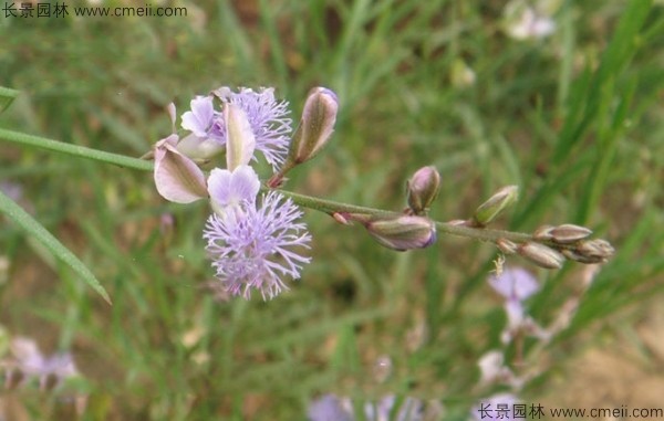 遠(yuǎn)志種子發(fā)芽出苗開花圖片