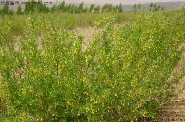 檸條種子發(fā)芽出苗開花圖片