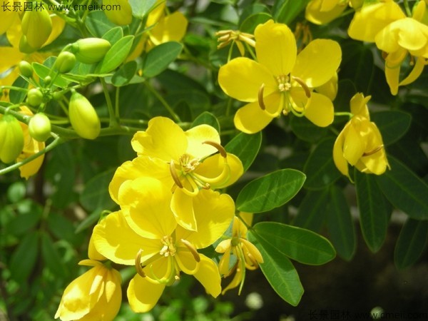 黃花槐種子發(fā)芽出苗開(kāi)花圖片