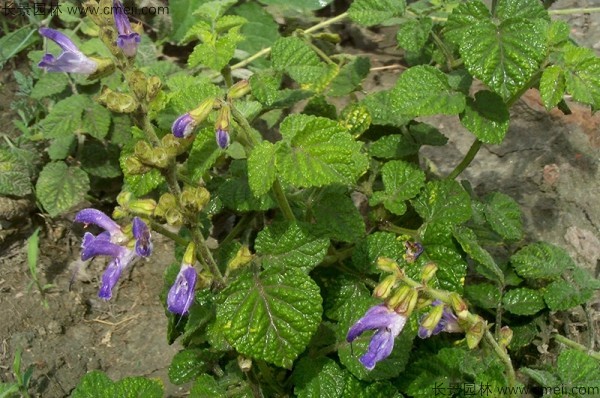 丹參種子發(fā)芽出苗開(kāi)花圖片