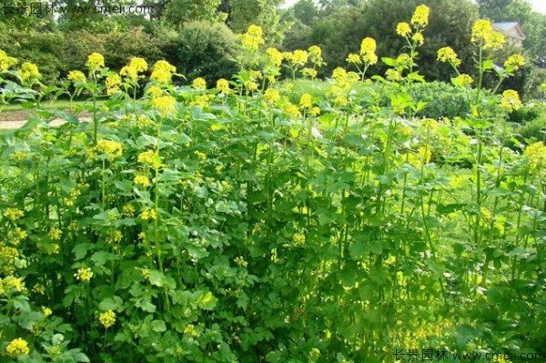 白芥子種子發(fā)芽出苗開花圖片