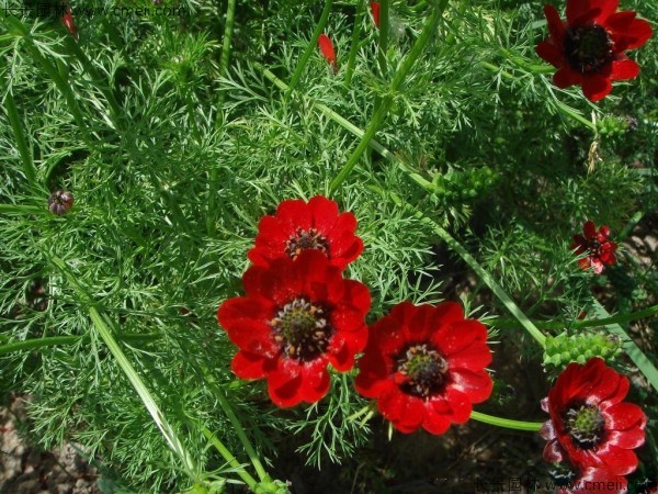 福壽花種子發(fā)芽出苗開(kāi)花圖片