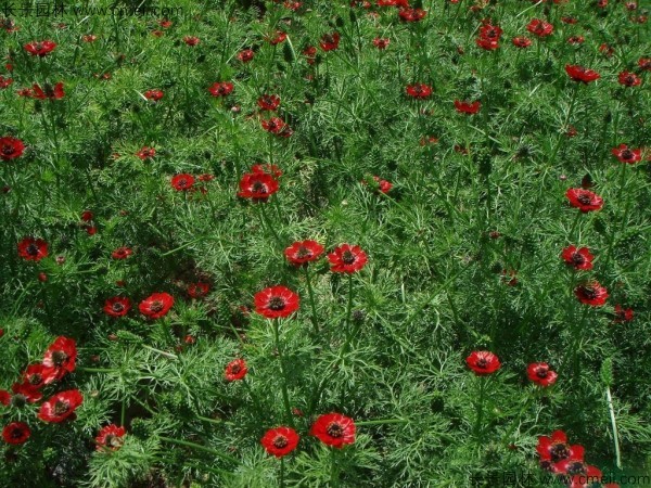 福壽花種子發(fā)芽出苗開(kāi)花圖片