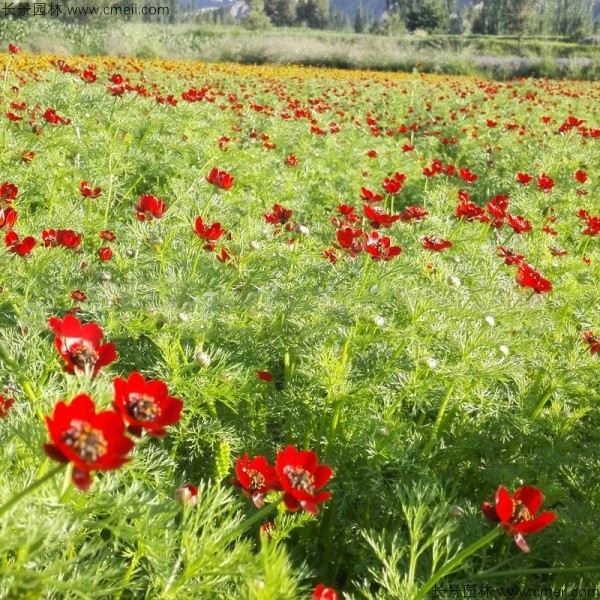 福壽花種子發(fā)芽出苗開(kāi)花圖片