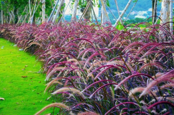 野芒草種子發(fā)芽出苗圖片