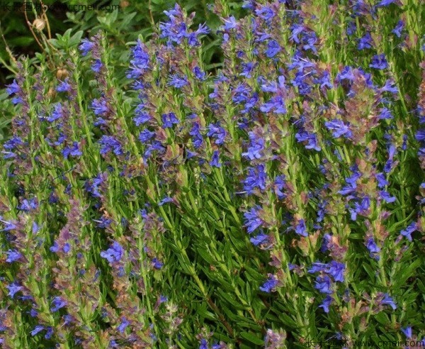 神香草種子發(fā)芽出苗開(kāi)花圖片