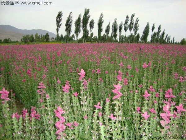 粉花鼠尾草種子發(fā)芽出苗開(kāi)花圖片