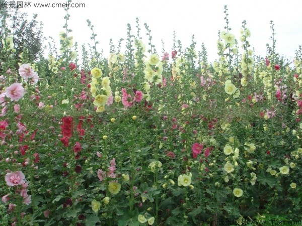 馬絡(luò)葵種子發(fā)芽出苗開花圖片