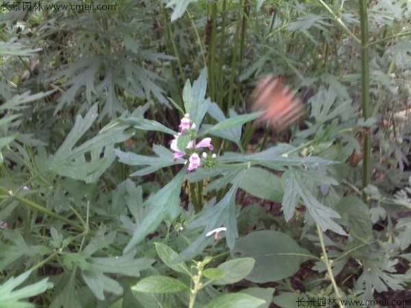 茺蔚子種子發(fā)芽出苗圖片