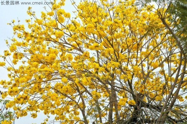 黃花風鈴木種子發(fā)芽出苗圖片