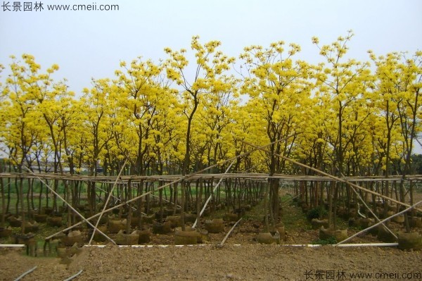 黃花風鈴木種子發(fā)芽出苗圖片