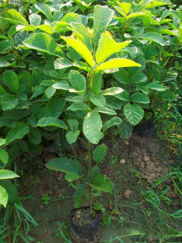 紅花風(fēng)鈴木種子發(fā)芽出苗圖片