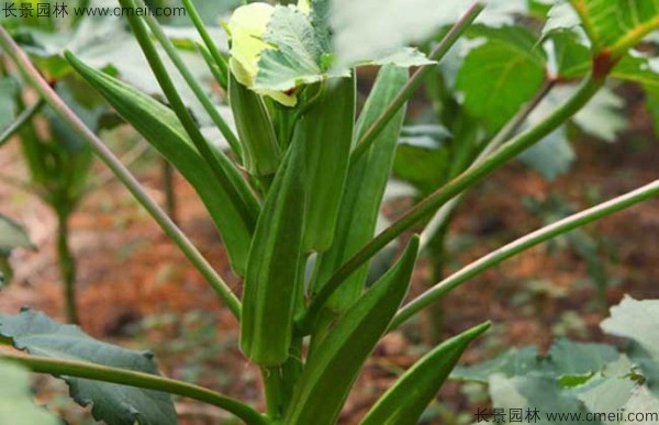 補(bǔ)腎草種子發(fā)芽出苗圖片