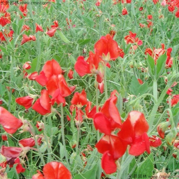 香豌豆種子發(fā)芽出苗開(kāi)花圖片