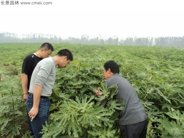 無花果種子發(fā)芽出苗圖片