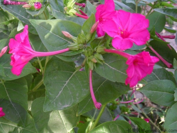 野茉莉種子發(fā)芽出苗開(kāi)花圖片