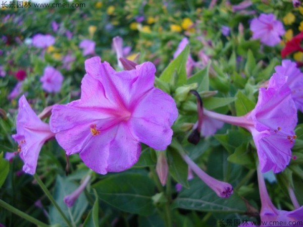 野茉莉種子發(fā)芽出苗開(kāi)花圖片