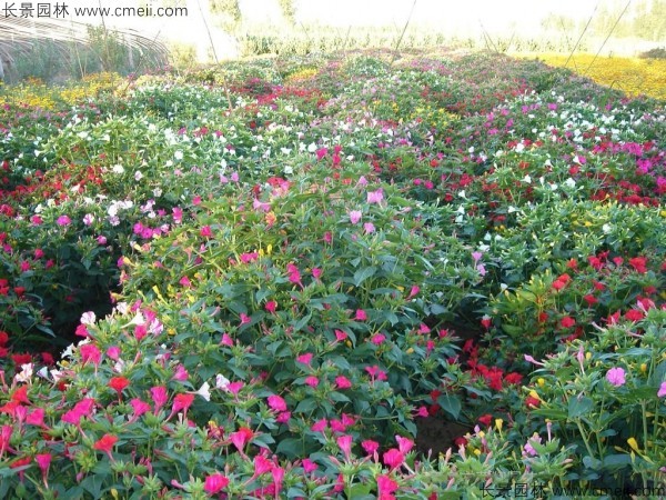 野茉莉種子發(fā)芽出苗開(kāi)花圖片