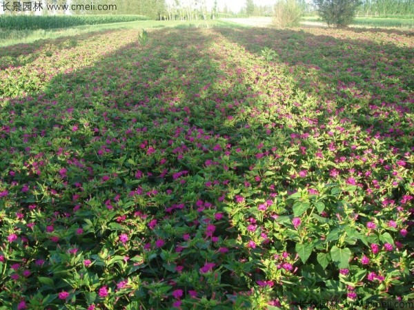 野茉莉種子發(fā)芽出苗開(kāi)花圖片