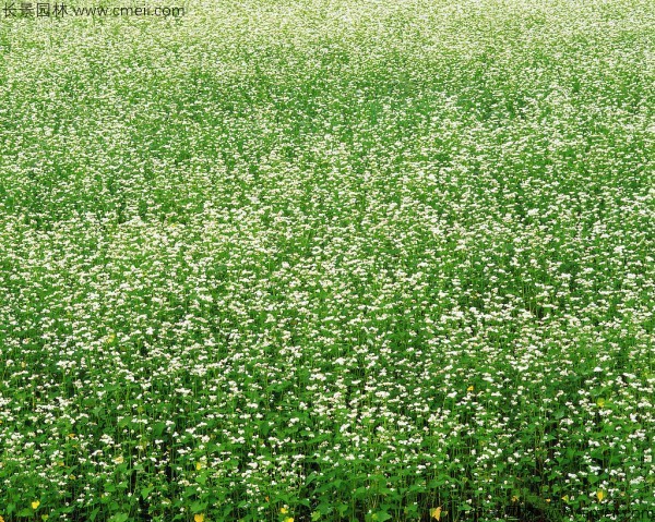 黑苦蕎種子發(fā)芽出苗開(kāi)花圖片